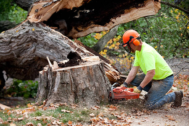 Professional Tree Services in Ocean City, FL